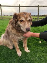 March 30 at 12:04 am ·. How To Settle A New Rescue Dog