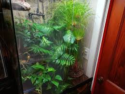 Baby whites tree frog not eating. White S Tree Frog Care Sheet Our Reptile Forum