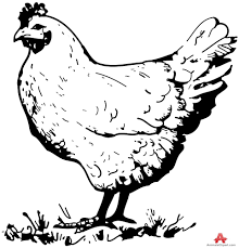 Black And White Hen Vintage Chicken Clipart Black And White Clipartfox Chicken Clip Art Chicken Coloring Pages Chicken Coloring