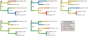 Image result for Gossypioides kirkii