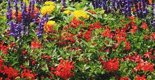 A cut flower garden should have a nice mix of annuals and perennials to help ensure that there will be something to cut all season. How To Start A Cut Flower Bed In Your Vegetable Garden