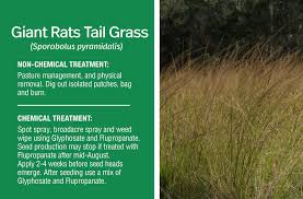 Image result for Sporobolus pyramidalis