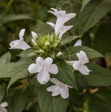 Image result for Barleria cristata