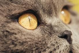 Resulting from neither the suns nor the tanning beds ability to shine there. What Color Eyes Do Tabby Cats Have 11 Fun Facts Faqcats Com