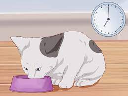 Don't like your kitten to chew on your house plants? 3 Ways To Litter Train A Kitten Wikihow