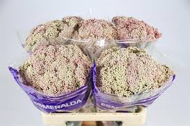 It's a food that pleases even the pickiest of eaters, it's fairly inexpensive and it's easy to cook. Ozothamnus Cooks Tall Pink Ozotha O Flowers A T M Z Flowers Oz Export