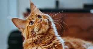 Transmission occurs via fleas or tapeworms are flat, segmented worms with hooks that anchor the worm to the wall of the small how do cats become infected with tapeworms? Signs Your Cat Has A Tapeworm Gallant