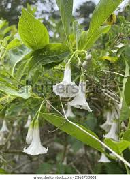 Image result for Aeollanthus ukamensis