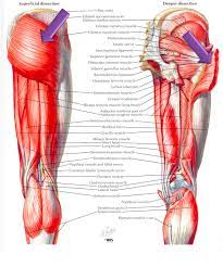 The two layers are separated by a band of fascia. Anatomy Lab Unit 2 Posterior Thigh Muscles Etc Diagram Quizlet
