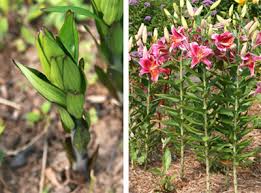 How to grow shrubs in pots. Stargazer Lily Master Gardener Program