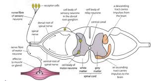 Option E Neurobiology Behaviour Spinal Spinal Cord Spinal Nerve