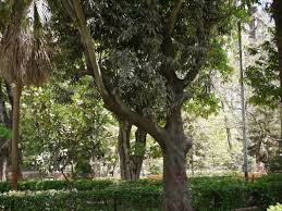 Image result for Elaeodendron