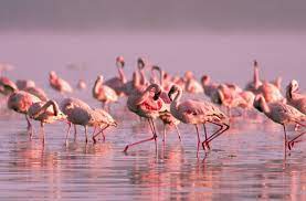 Escolha do melhor ao pior jogador do mengão na sua opinião. Tiere Wieso Flamingos Tanzen Geolino