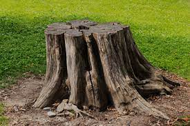Resultados De La Busqueda De Imagenes De Google De Https Cambridgeshire Trusted Treesurgeons Com Img Tree Stump Grinding Costs J Tree Stump Tree Tree Service