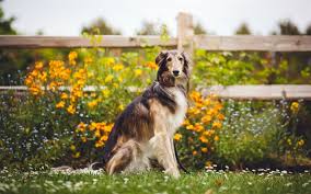 You'll get more love just showing us the dog! Download Wallpapers Borzoi Farm Dogs Flowers Pets Cute Animals Borzoi Dog For Desktop Free Pictures For Desktop Free