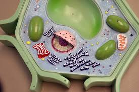 The model contains removable parts and display stand. Amazon Com Eisco Labs Plant Cell Model On Base 11 5 X 10 X 2 Toys Games
