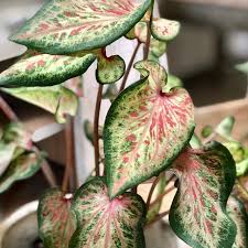 Caladium Bicolor Heart Soul Fully Rooted Live Etsy In 2020 Caladium Indoor Plant Lights Plant Pictures