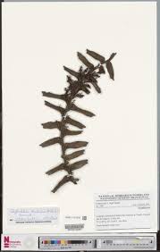 Image result for Calyptrochilum