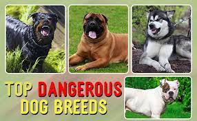 Top 25 Most Dangerous Dog Breeds In The World