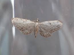 Image result for Eupithecia tenuiata