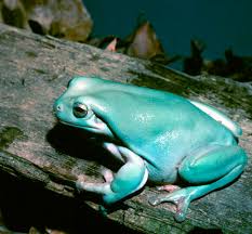 This website uses cookies to ensure you get the best experience on our website. Adw Litoria Caerulea Information