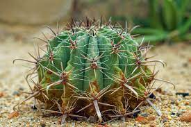 Nothing fills downtime like a card game. 10 Coolest Cacti On Earth