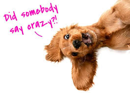 To have a calmer dog, we. Calm Down Your Crazy Puppy A Complete Guide Houndgames