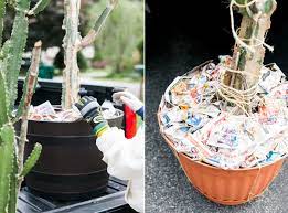 Certain species may be easier than others to propagate easy steps on how to propagate a cactus. How To Transport A Large Cactus Safely Jessica Brigham