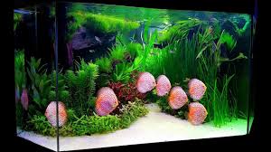 Planted Discus Tank By Paul Grand Long Video Version Enjoy Youtube Fresh Water Fish Tank Discus Aquarium Fish Tank