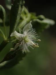 Image result for Scoparia dulcis