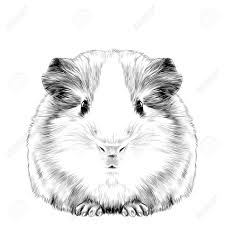 Guinea pigs have been used as experimental animals for centuries; Plump Cute Guinea Pig Black And White Drawing Royalty Free Cliparts Vectors And Stock Illustration Image 75844763