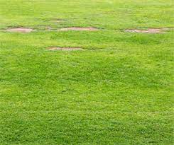 Here's the science behind why so many people like the scent of freshly cut grass. Avoid These 10 Lawn Mowing Mistakes For A Healthy Lawn