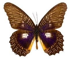 Image result for Hunteria myriantha