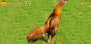 Kelebihan Ayam Bangkok Wangkas Emas Ayam Bangkok Dunia