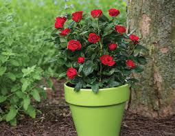 With keanu reeves, lorenza izzo, ana de armas, aaron burns. Petite Knock Out Star Roses And Plants