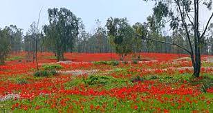 The flower colour of anemone coronaria (ranunculaceae) is a genetically inherited trait. Anemone Coronaria Wikipedia