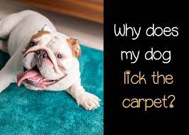 Why Does My Dog Lick The Carpet Pooching Around