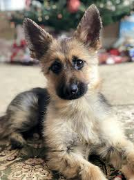 Thinking a golden retriever german shepherd mix could be the right dog for your family? Adorable German Shepherd Has Dwarfism People Com