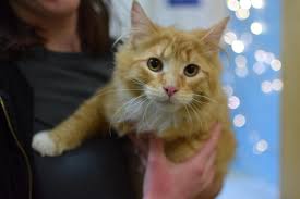 Greenhill humane society runs a life saving animal shelter & care facility in lane county, oregon. How Are People Dealing With Covid 19 Stress Likely With A New Pet Opb
