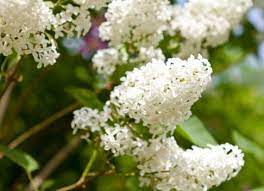 Dwarf varieties like hydrangea macrophylla 'blauer zwerg' (usually sold as 'lavblau') only grow to around 1m (3′) tall. Shrubs And Bushes Identification Gardenerdy