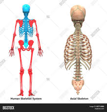 Unlike a standard chest radiograph, this projection applies a lower kv higher mas technique to highlight bony structures. 3d Illustration Image Photo Free Trial Bigstock