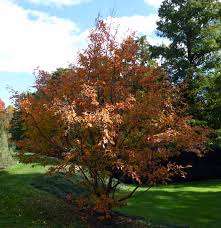 The japanese stewartia doesn't always establish itself as easily as other shrubs and trees so it takes tender loving care, or it may fall over. Stewartia Pseudocamellia Trees And Shrubs Online