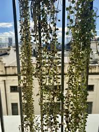 Huaesin pianta finta cadente 3.4 ft piante. Piante Pendenti Da Interno Per Il Tuo Appartamento Green
