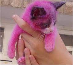 Jenis ini tergolong cukup unik, dari segi warna dan bulu juga berbeda. Kucing Merah Jambu Halaman 1 Kompasiana Com