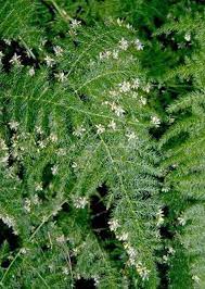 Asparagus Setaceus Asparagus Fern Asparagus Plant Plants