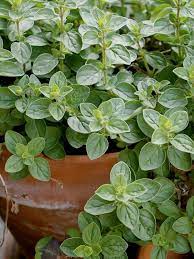 Pinch Or Trim The Stems Of Oregano Regularly To Keep The Plant Bushy And Tender Growing Oregano In A Container W Oregano Plant Growing Oregano Planting Herbs