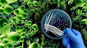 Candida Auris