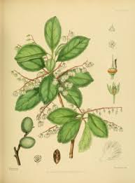 Image result for description of Elaeocarpus sphaericus