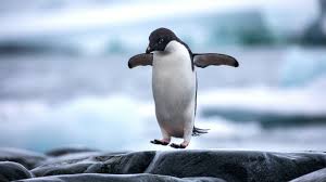 Traditionally the number of worldwide penguin species has been listed as 17. How Many Penguins Are In Existence 24 7 Wall St
