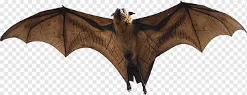 The species is endangered and is currently facing the possibility of extinction because of poaching and forest destruction. Giant Goldencrowned Flying Fox Png Images Pngwing